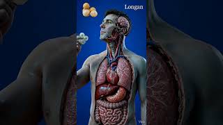 Longan Digestion Inside Human Body | 3D Medical Anatomy Animation | BodyRoute3D #3danatomy #facts