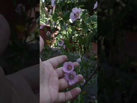 Anisodontea capensis - Malva imperial