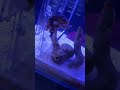 給藍環章魚換地方後……完蛋……我是不是要掛了……#shorts #funny #animals #pets #搞笑 #大熱門 #王小怪