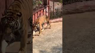 TIGER TOPIA ZOO 🐯🐍 | Tiger Topia Sriracha Zoo Pattaya | Tiger Topia | Tiger Show | kodalivlogs