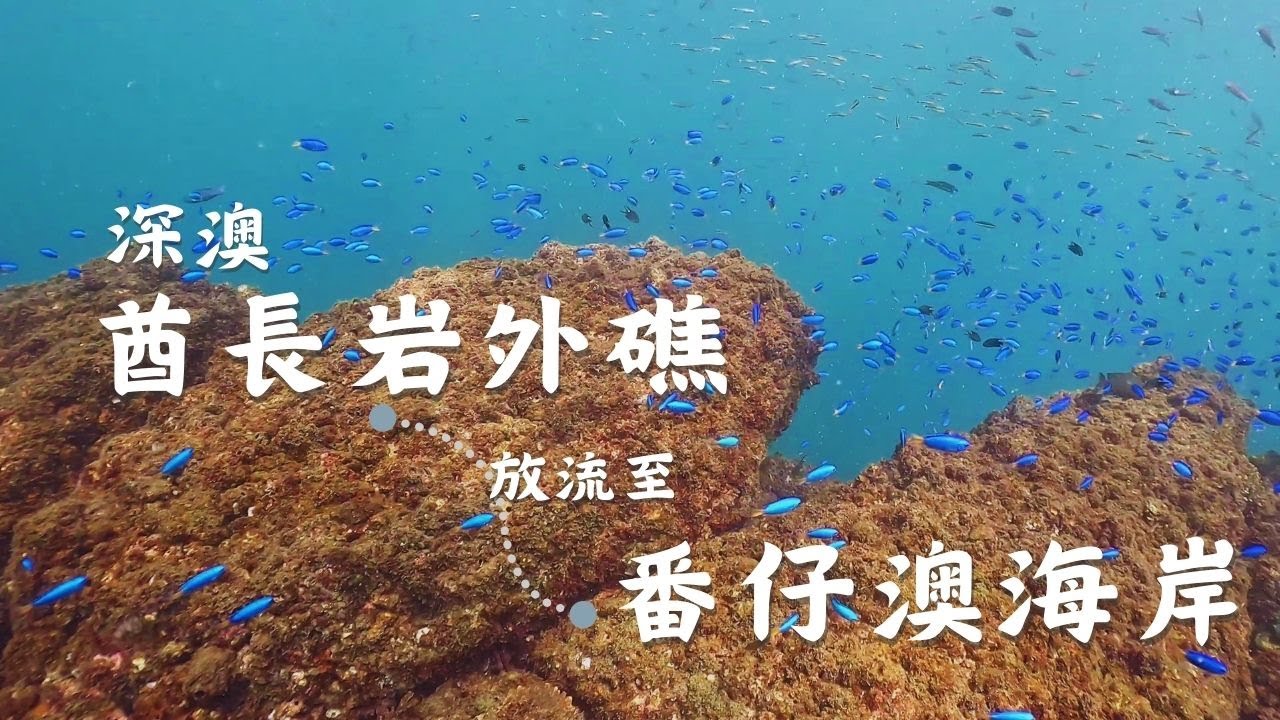 【東北角潛水 深澳】酋長岩外礁放流至番仔澳海岸。SCUBA Diving Trip: Elephant Trunk Rock, Shen′ao, Taiwan.