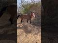 Ha keli mastani ha | horse power | horse lovers | Marwari horse | horse of Gujarat | #shorts #viral