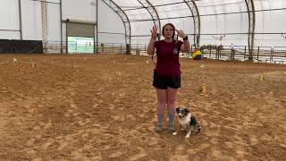 Charm AKC Virtual Rally Novice Course 5