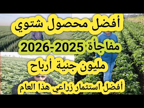 أفضل محصول شتوي 2025 2026 أرباح مليون جنيه و أفضل إستثمار زراعي هذا العام