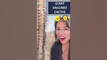 Thumbnail of GIANT SAGUARO CACTUS IN SOUTHERN ARIZONA