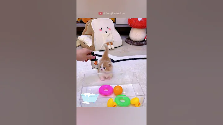 Video 11901881: cat bathing cute pets, bath cat kitten cute, kitten cat first bath, cat bath funny pet, animal cat pet kitten, cat pets kitten love