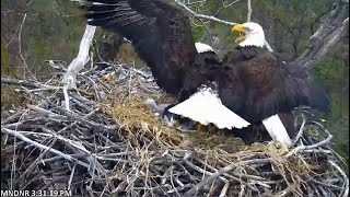 MN DNR ~ Dad Brings In A Bird \& Does Not Want To Share! Mom Wins \& Feeds The Eaglets! 4.11.21