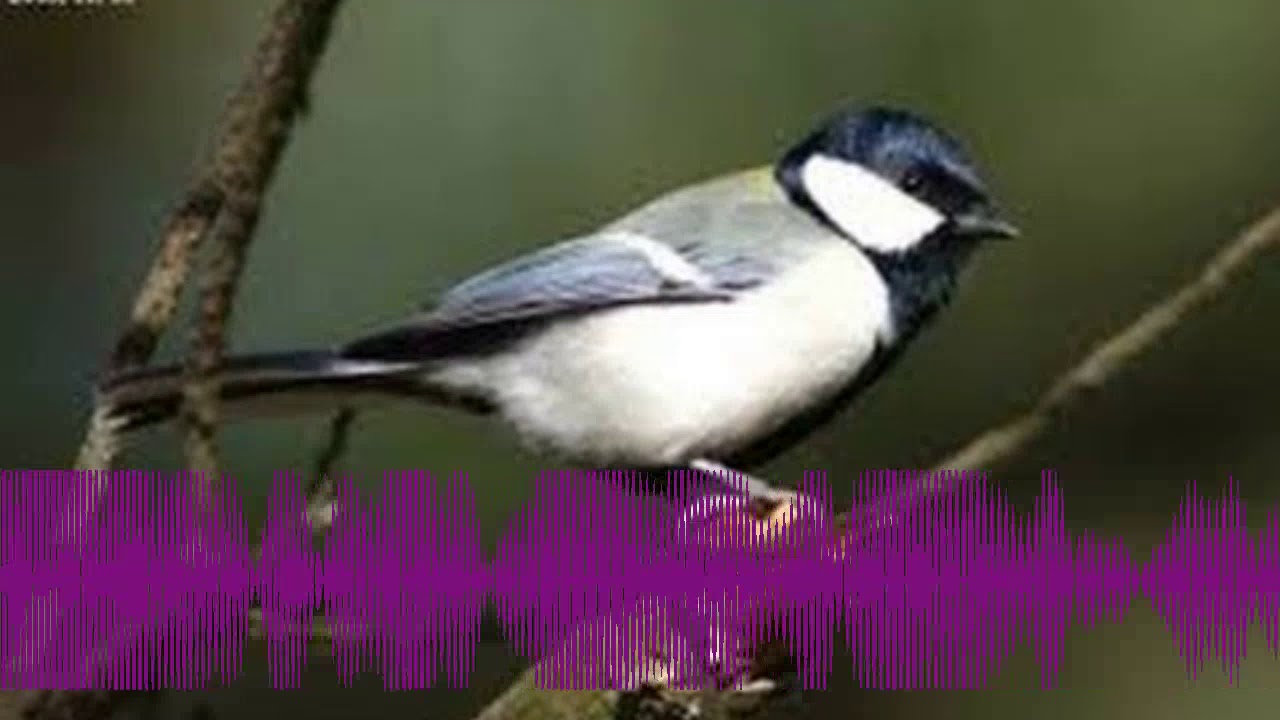 [Audio Master] Burung Master : Kicauan Burung Gelatik Wingko 