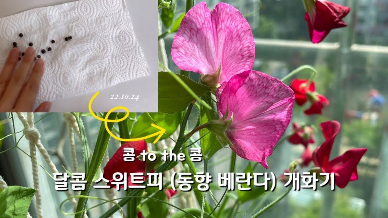 스위트피 씨앗부터 개화까지 8개월의 여정