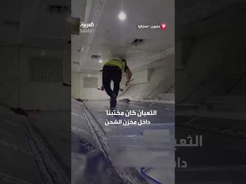 ثعبان يؤخر رحلة طيران داخل أستراليا ساعتين