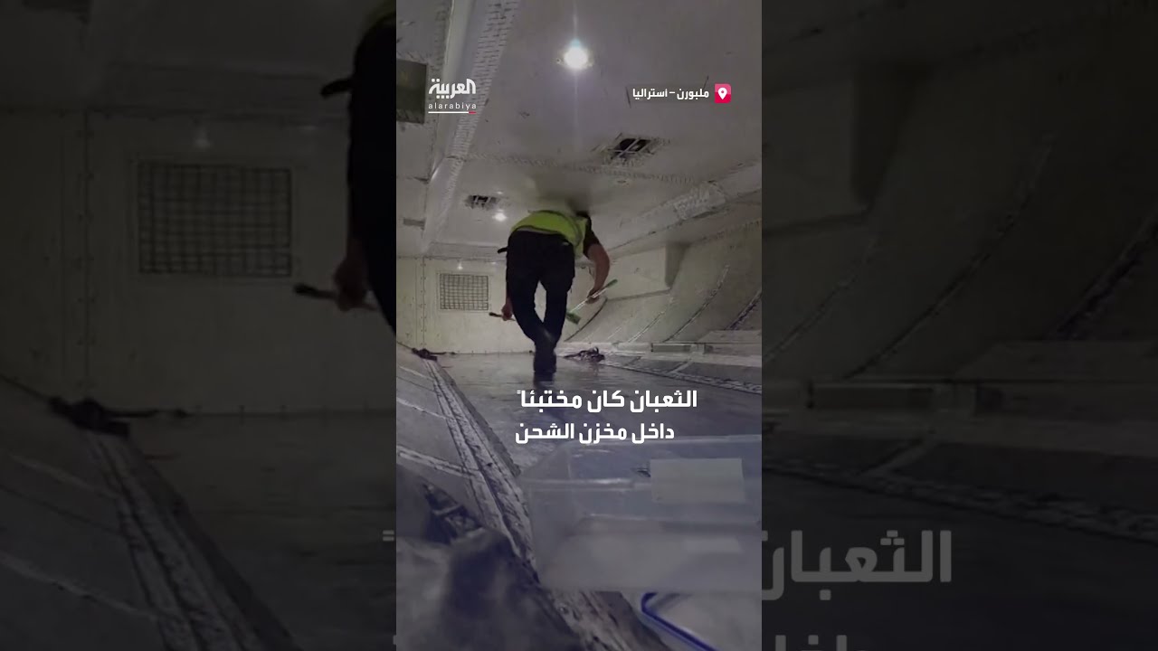 ثعبان يتسبب بتأخير رحلة داخل أستراليا لمدة ساعتين