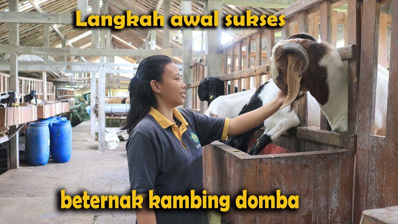 Persiapan awal memulai usaha ternak kambing domba 