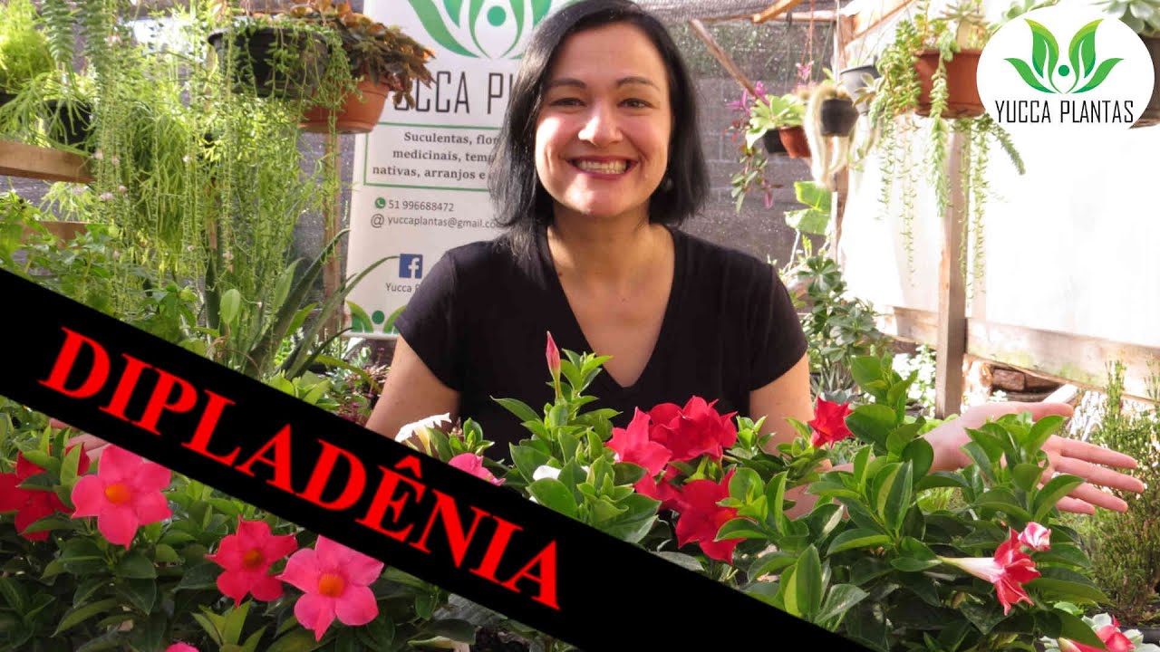 Dipladênia: Venha apreciar esta maravilha!