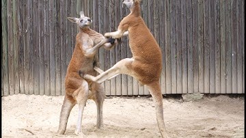 Viser.VN - Kangaroo đánh nhau như võ sĩ boxing