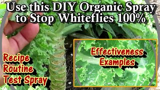 The Best DIY Organic Spray 2 Stop Whiteflies: Recipe, Routine, Demonstration of Effectiveness & More