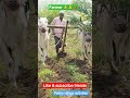 #farmer🙏🙏🌶️💯 #agriculturefarming #telanganafarming #JayJawanJayKisan #chilli #farmlove #agriculture