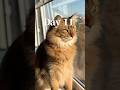 保護猫を迎え入れて3週間後こうなりました