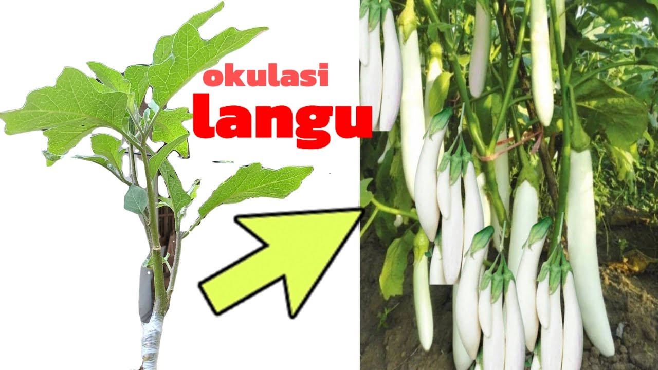 Membuka Sungkup Langu sambung Terong