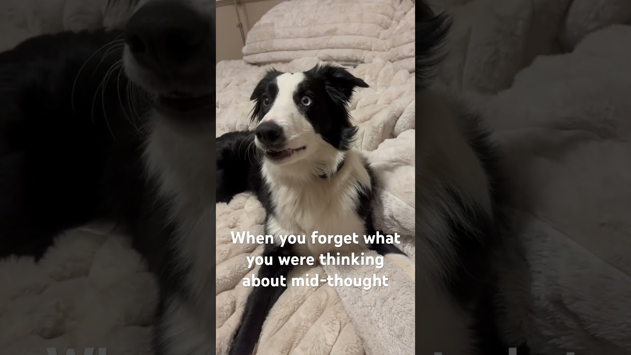 #bordercollie #funnydog #cutedog