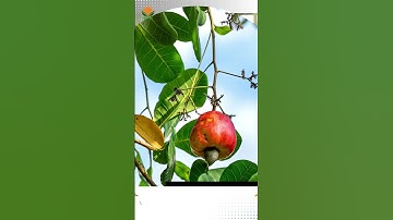 CASHEW GOLD_Build a Profitable Export-Focused Cashew Nut Business from Nigeria_OURIA VIDEO 129