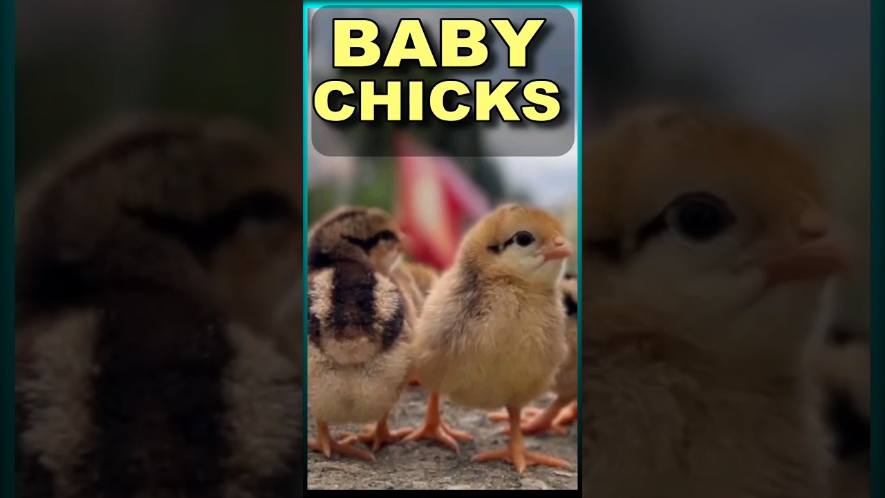 Many Baby Chicks making nosies