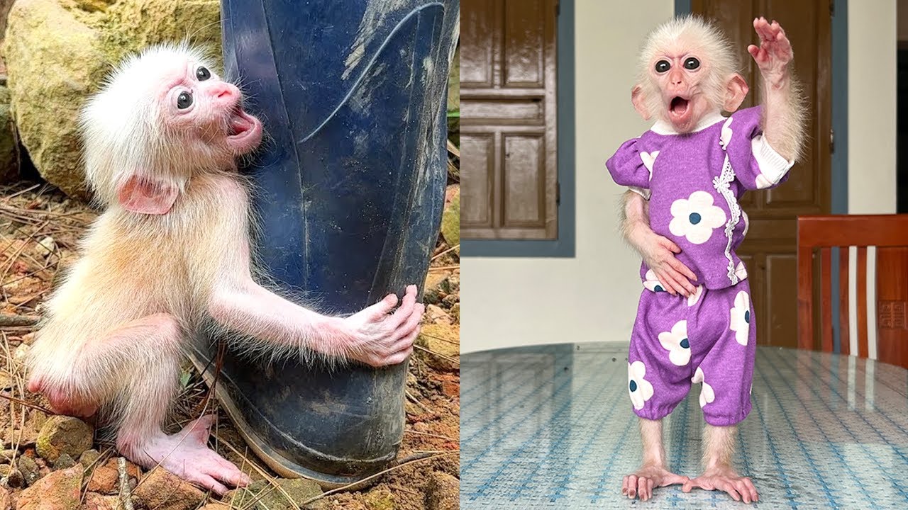 Poor's amazing growth process since Hong adopted her