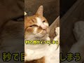 気持ちいとすぐ目がイってしまう猫#shorts