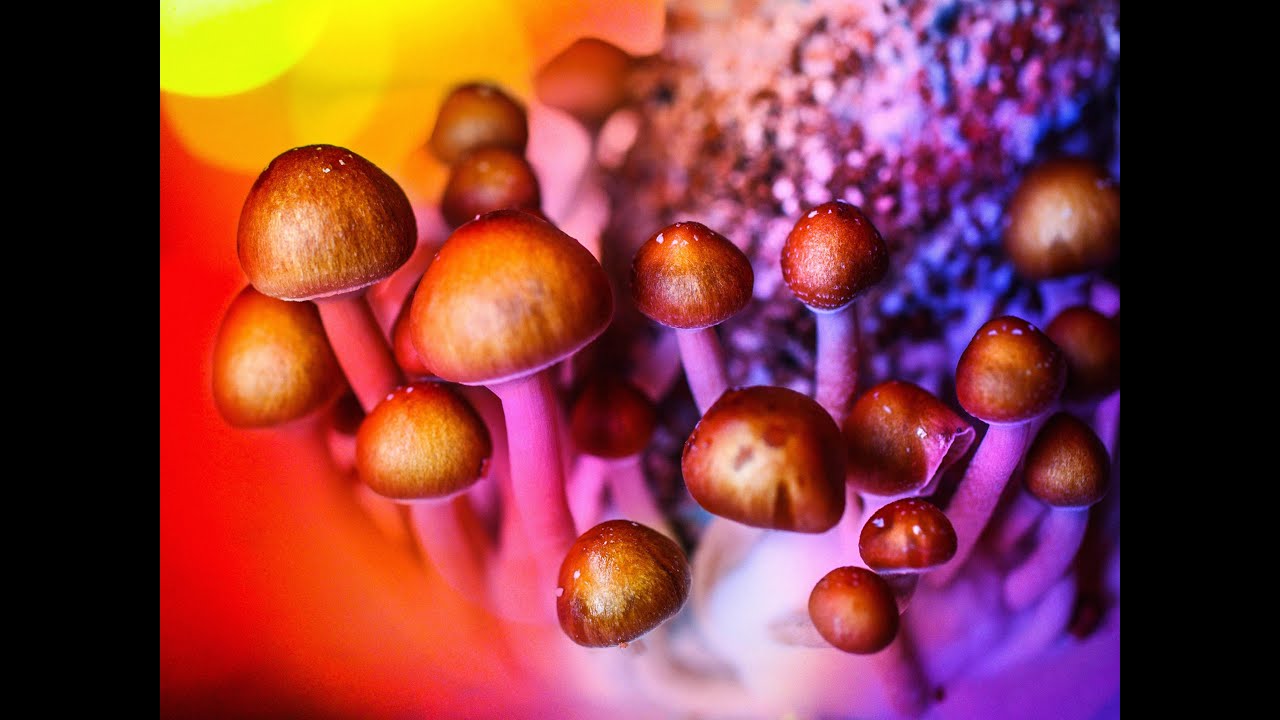 Watch How to Microdose Properly on YouTube Watch How to Microdose Properly on YouTube