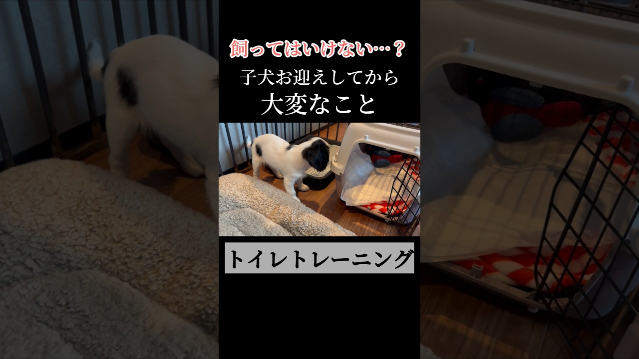 【子犬あるある】お迎え後に大変なこと#shorts #キャバリア
