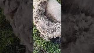 Машинка для стрижки овец Массбур Massbur