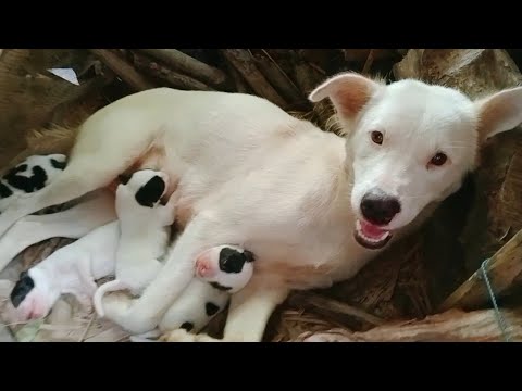 The dog gave birth to 4 puppies - YouTube