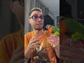 OTELLO E IL PAPPAGALLO...