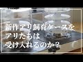 新型アリ飼育ケースでアリを飼育する【横置きリンクスv2】#2