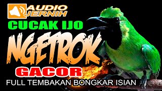 MASTERAN CUCAK IJO NGETROK |  FULL TEMBAKAN BONGKAR ISIAN JUARA | masteran cucak ijo terbaik