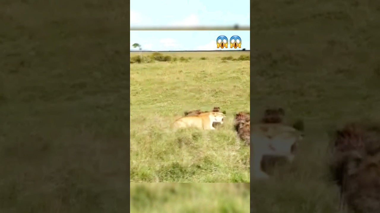 Hyenas don't share Want with food for Zebra with Lion's. 