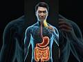 What Happens To Your Body When You Eat a Banana Every Day?#3danimation #science #shorts