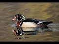 Wildlife Photography  -  Exposure Tip and Wood Ducks