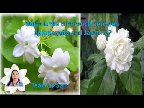 What is the difference between Sampaguita and Jasmine? | Teacher San