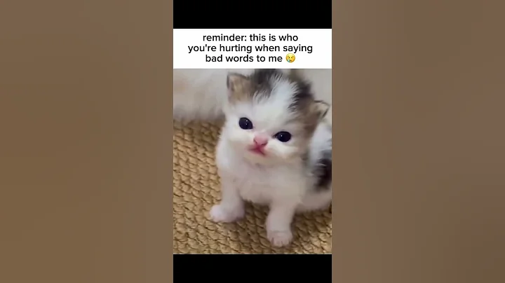 Video 9558551: bengalcat cats funnycats, catlife funnycats cats, cat cute pets, funny cat