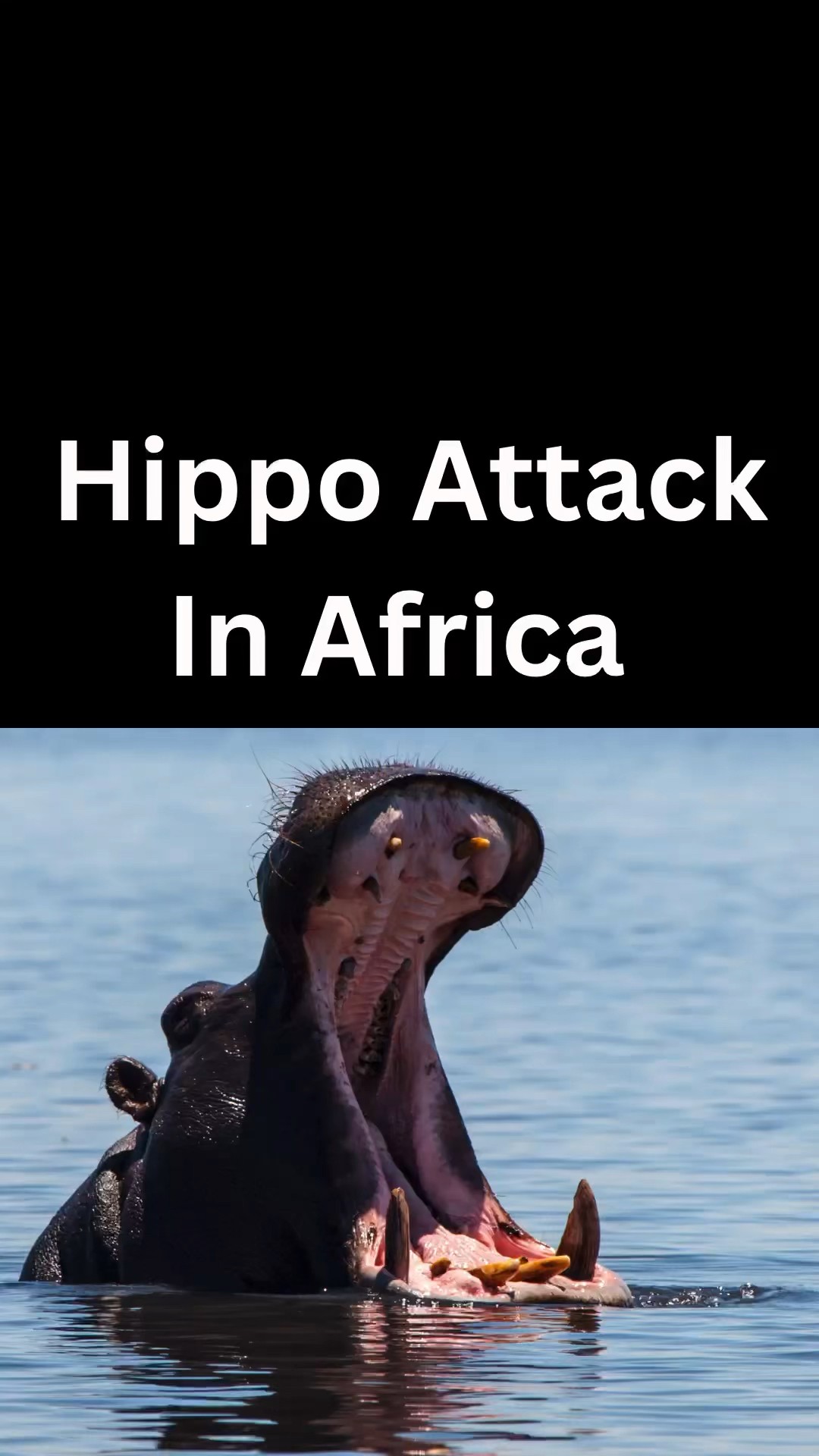 Hippos attack boat tour in Africa. #shorts - YouTube