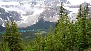 4B Meadow Arnika.MP4