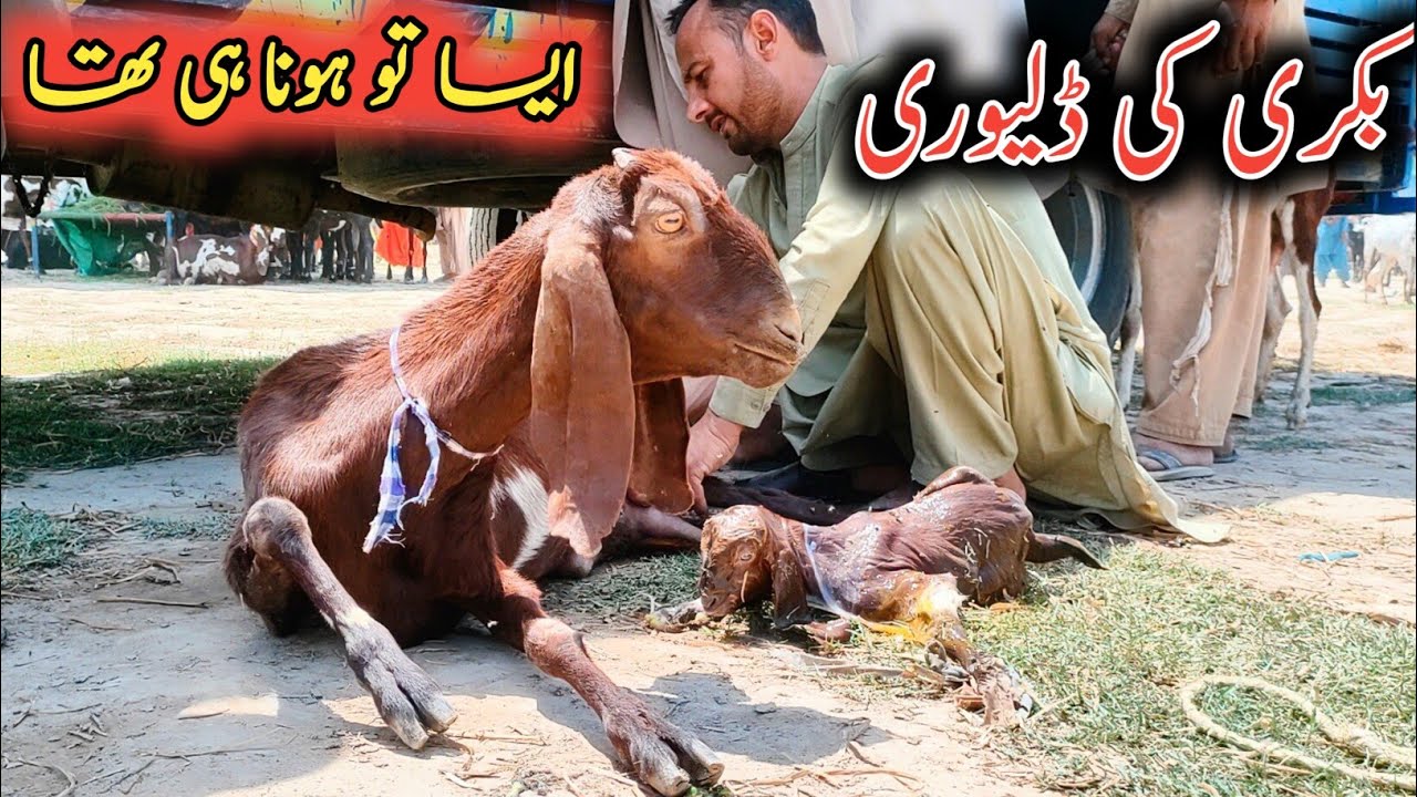 Bakri Ny Ktny Bachy Diye..? Desi Amritsari Beetal goats Delivery CASE 2023 