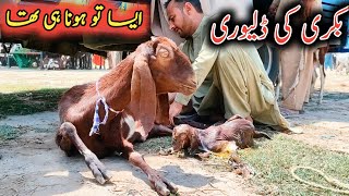 Bakri Ny Ktny Bachy Diye..? Desi Amritsari Beetal Goats Delivery Case 2023