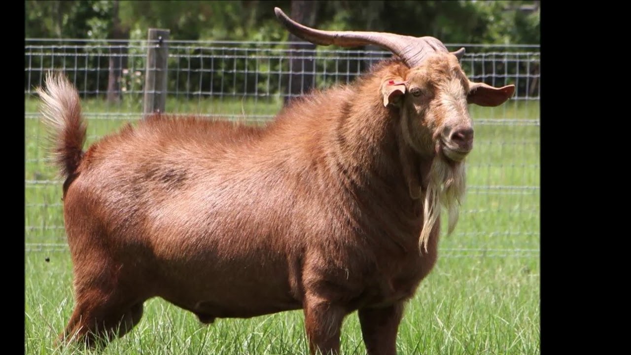 Top 10 Different Types of Goats - YouTube