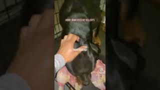 Raw feeding Rottweiler