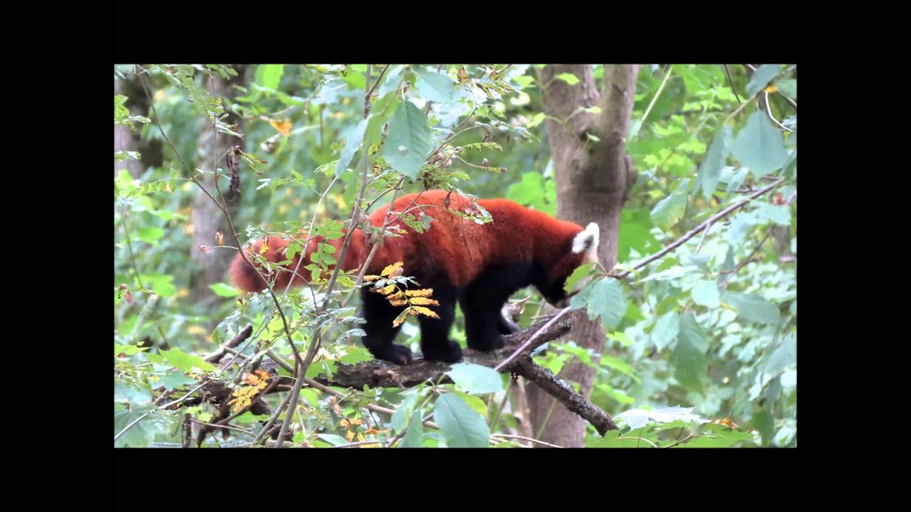 Nordens Ark 2012: Red panda, Ailurus fulgens