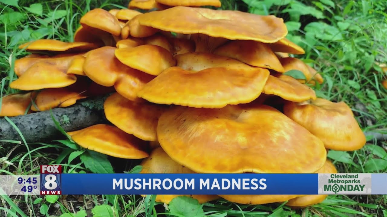 Cleveland Metroparks Is Celebrating The Mushroom YouTube cleveland-metroparks-is-celebrating-the-mushroom-youtube