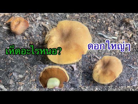ดอกเห็ดอะไร?ดอกใหญ่ๆจ้าพี่น้อง ดอกเห็ดอะไร?ดอกใหญ่ๆจ้าพี่น้อง