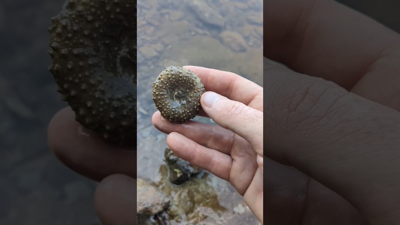 amazing fossil find! 