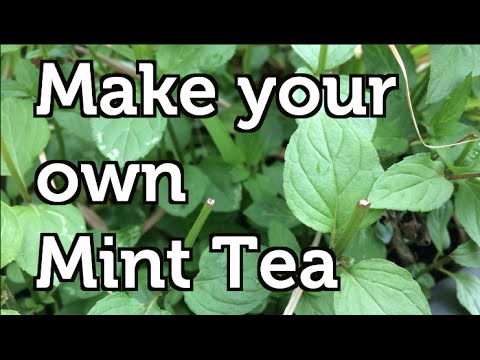How to Make your own Organic Mint Tea